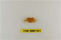 藏品(小厚紋蟹)的圖片